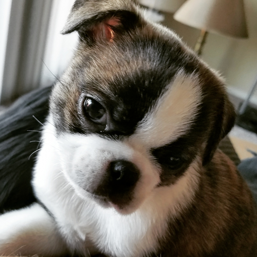 Unbearably cute baby animals that will make your day better Unbearably cute baby animals that will make your day better