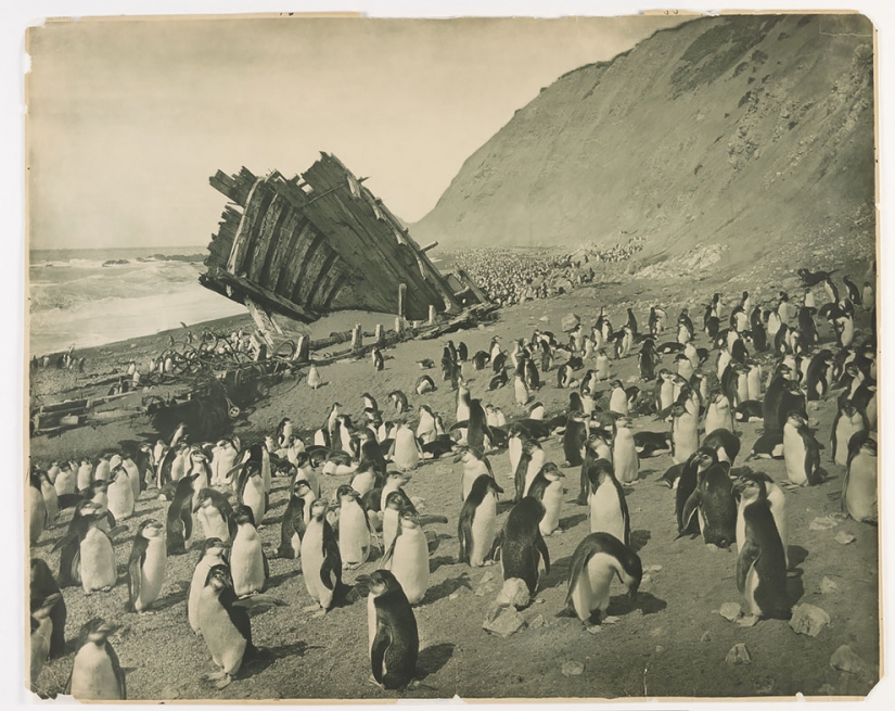 Unique photos from the first Australian Antarctic expedition 1911-1914 years