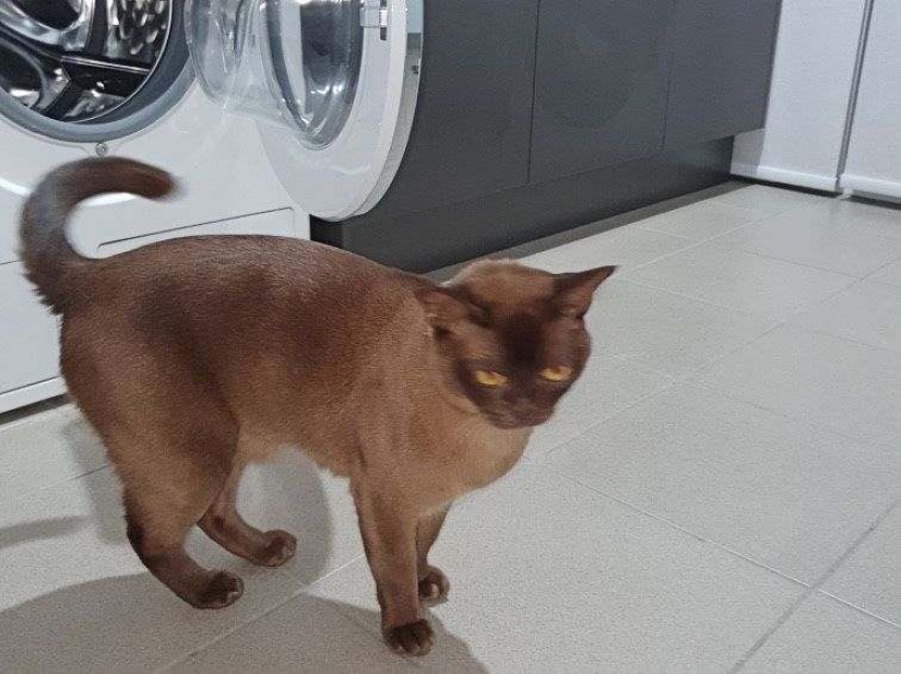 Utiliza tres de los nueve vidas: el gato pasó 12 horrible minutos en la secadora.