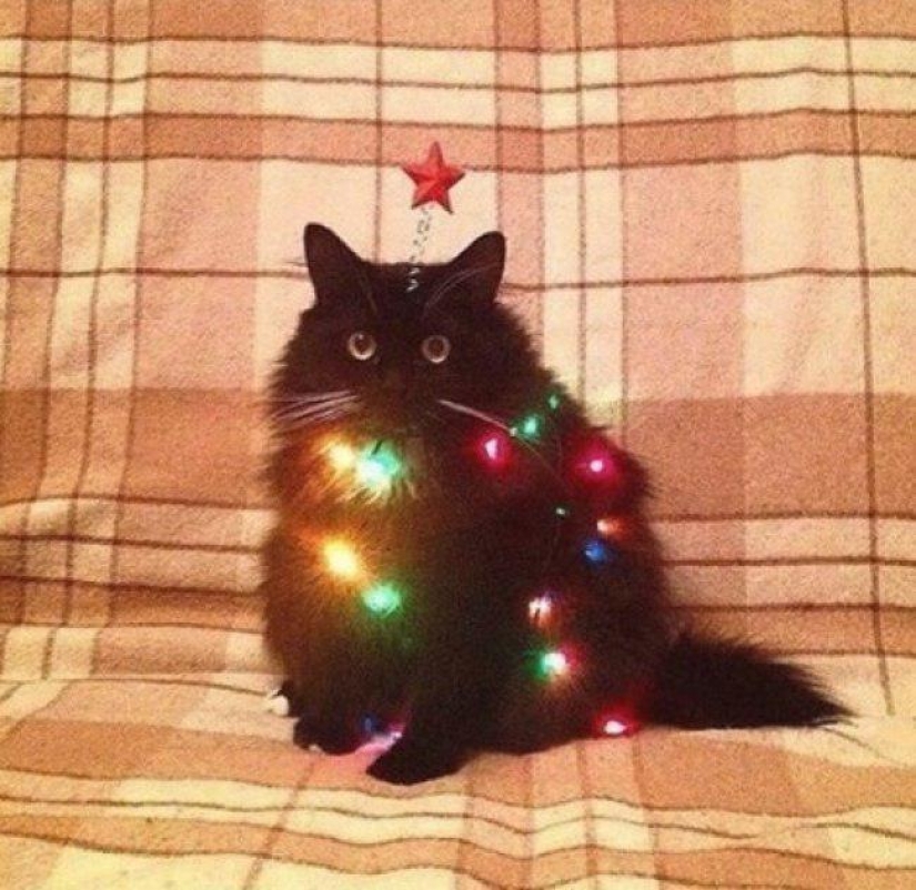 "Va a hacer!" 20 locas fiestas de Navidad, que se debe a la pereza-madre "Va a hacer!" 20 locas fiestas de Navidad, que se debe a la pereza-madre