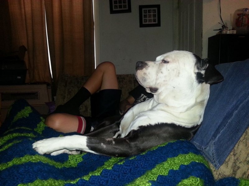 Vale la pena un vistazo: 17 imágenes graciosas de el "Espectáculo" Vale la pena un vistazo: 17 imágenes graciosas de el "Espectáculo"