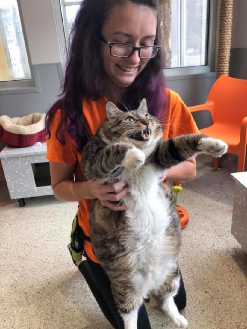 Very fat cat Donut found a new family after the hostess handed him to the shelter
