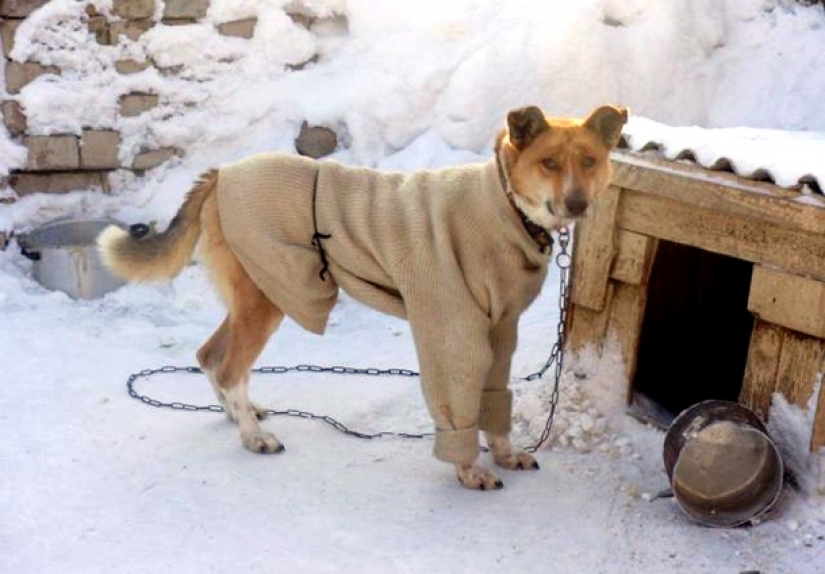View from abroad: 20 things in Russia that foreigners seem so very strange View from abroad: 20 things in Russia that foreigners seem so very strange