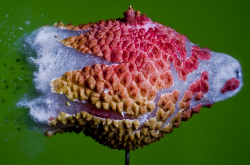 Volar... el cerebro!