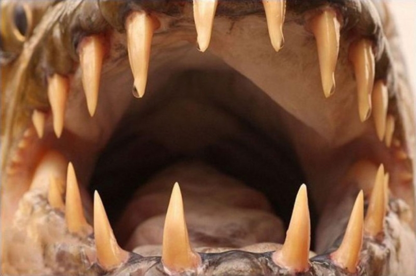 Water monster from Africa — tiger fish Goliath