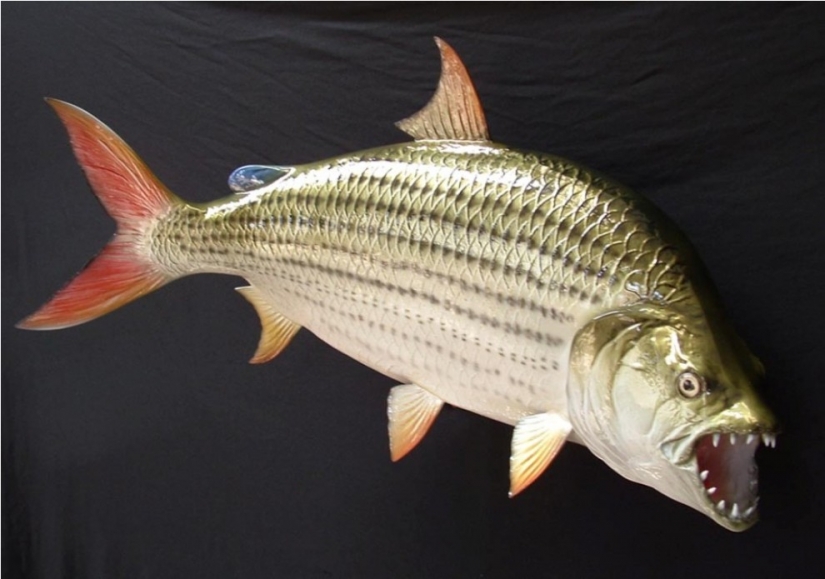 Water monster from Africa — tiger fish Goliath