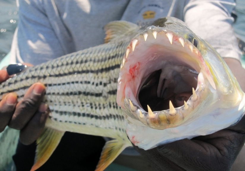 Water monster from Africa — tiger fish Goliath