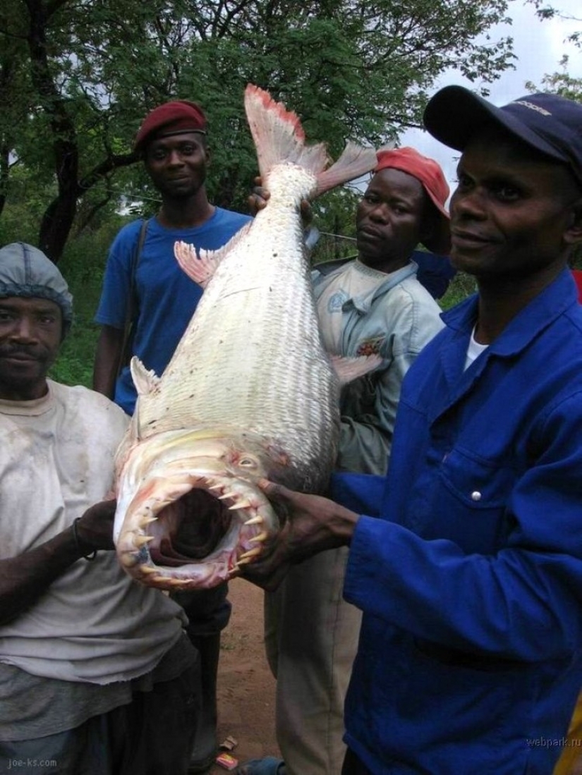 Water monster from Africa — tiger fish Goliath