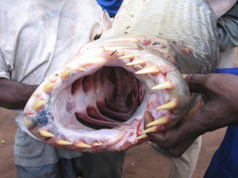 Water monster from Africa — tiger fish Goliath