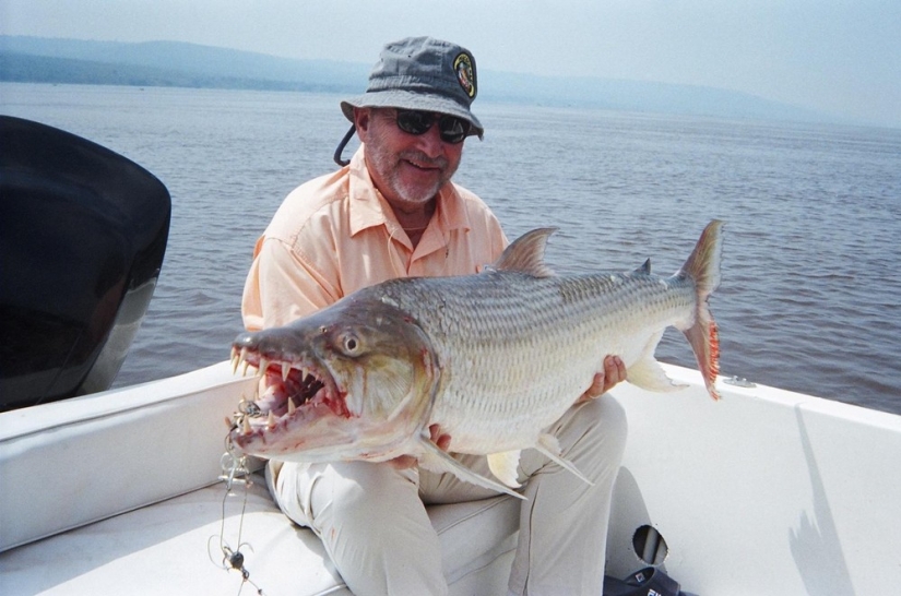 Water monster from Africa — tiger fish Goliath