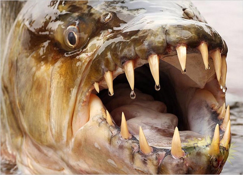 Water monster from Africa — tiger fish Goliath