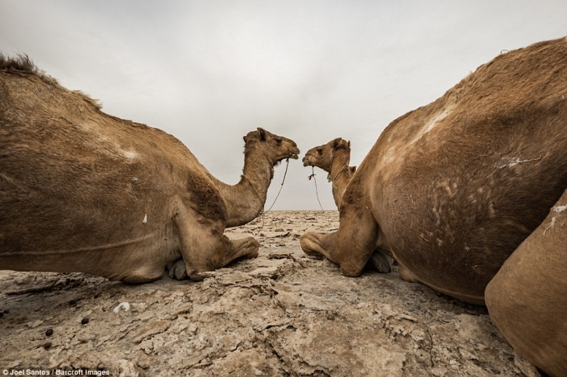 Welcome to hell: looks like the hottest job in the world