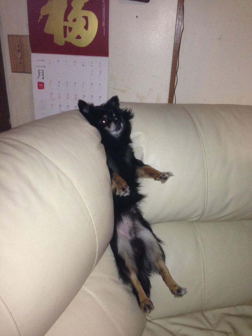 What the dog, when the owners are not home What the dog, when the owners are not home