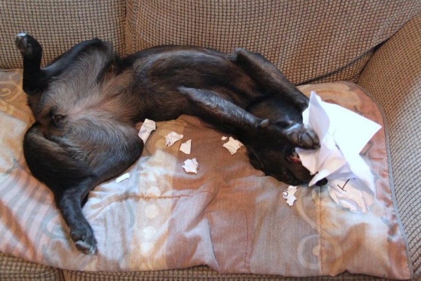 What the dog, when the owners are not home What the dog, when the owners are not home