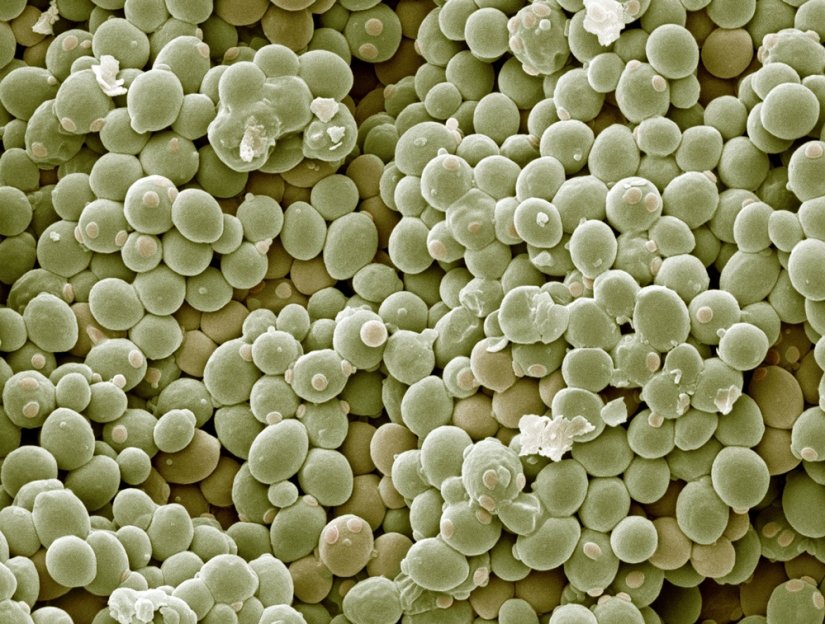 What will be useful to beer-yogurt, which is created by the Petersburg scientists