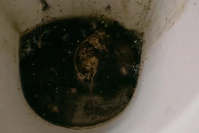 When life turns into trash: British television showed the home of the most terrible hoarders of the country