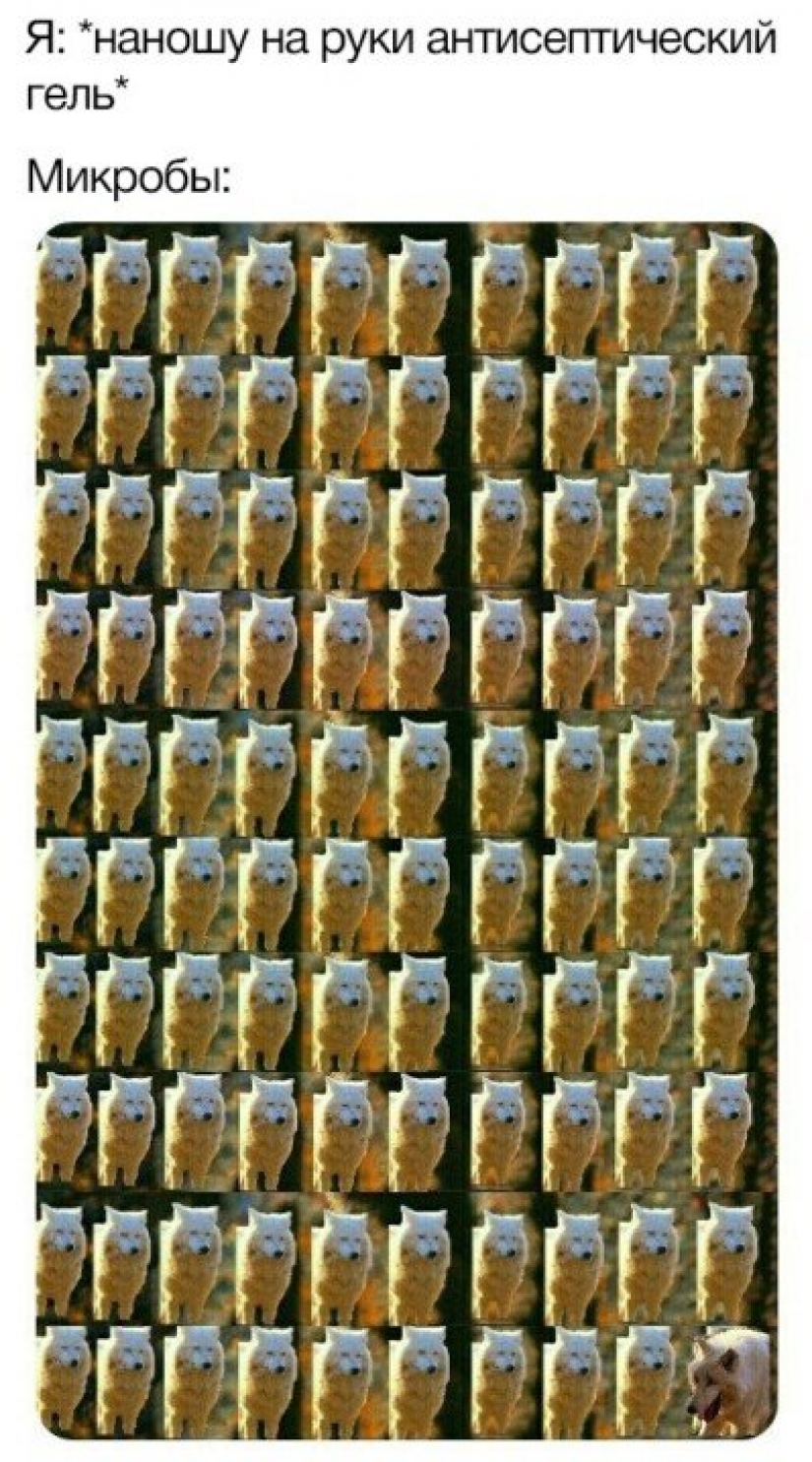 Where did the meme about the laughing wolves