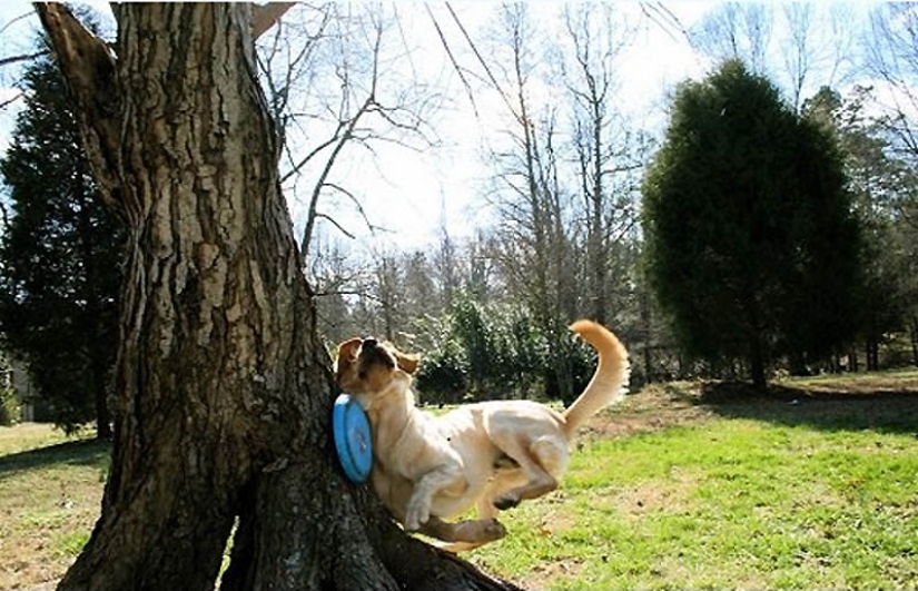 Why cats are better than dogs Why cats are better than dogs