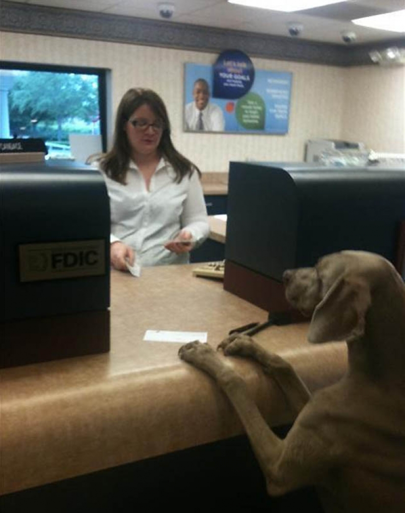 Why cats are better than dogs Why cats are better than dogs