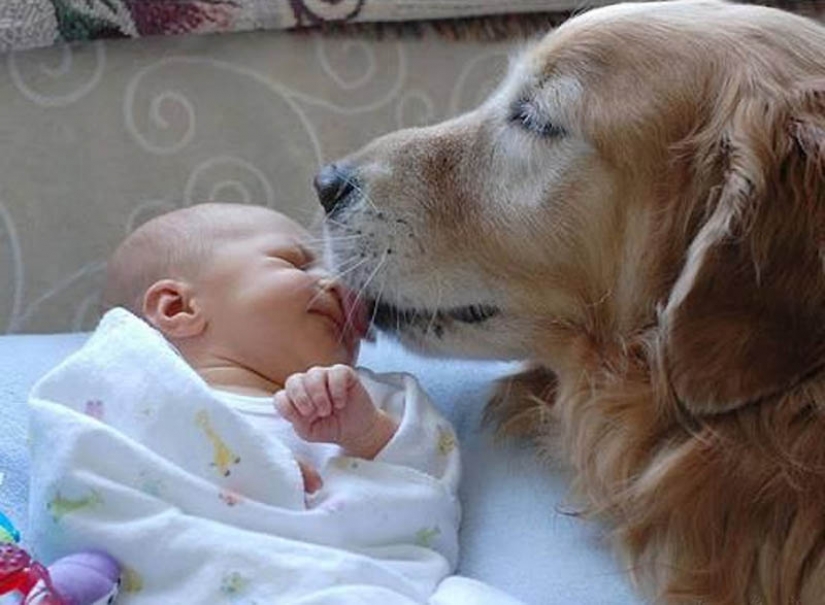 Why cats are better than dogs Why cats are better than dogs