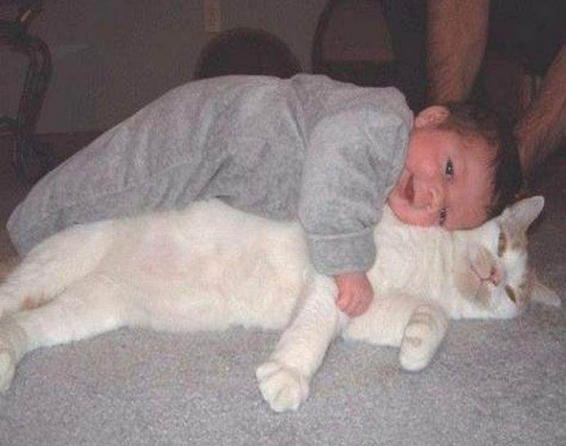 Why cats are better than dogs Why cats are better than dogs