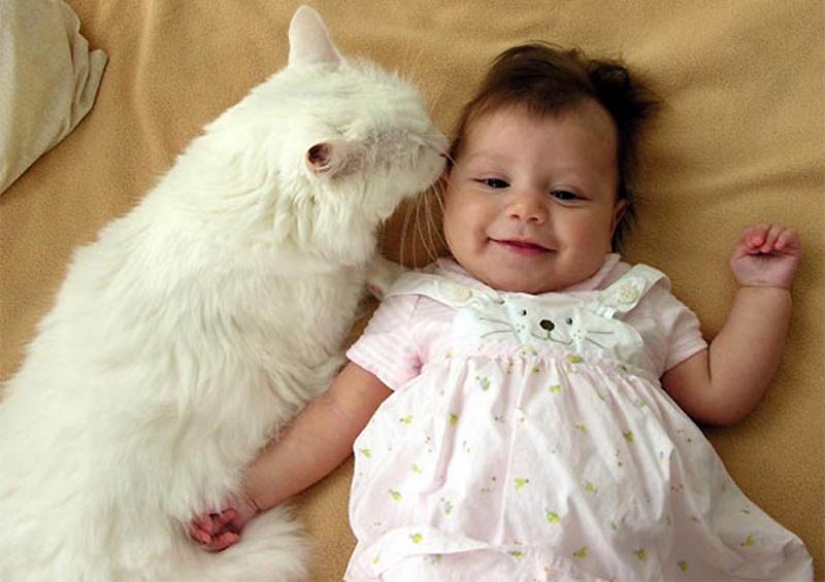 Why cats are better than dogs Why cats are better than dogs