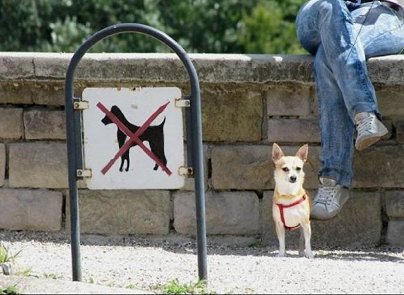 Why cats are better than dogs Why cats are better than dogs