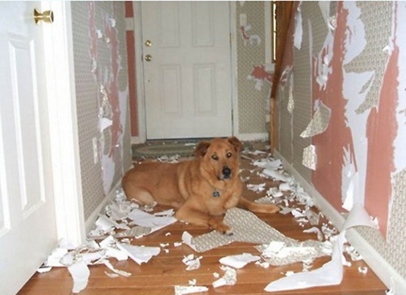 Why cats are better than dogs Why cats are better than dogs