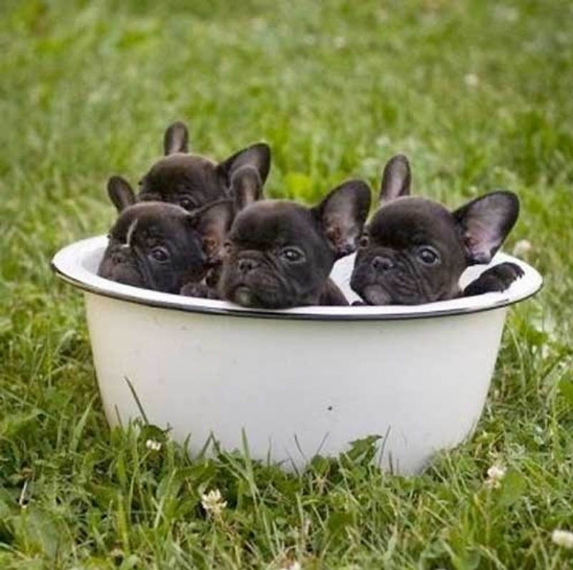 Why cats are better than dogs Why cats are better than dogs