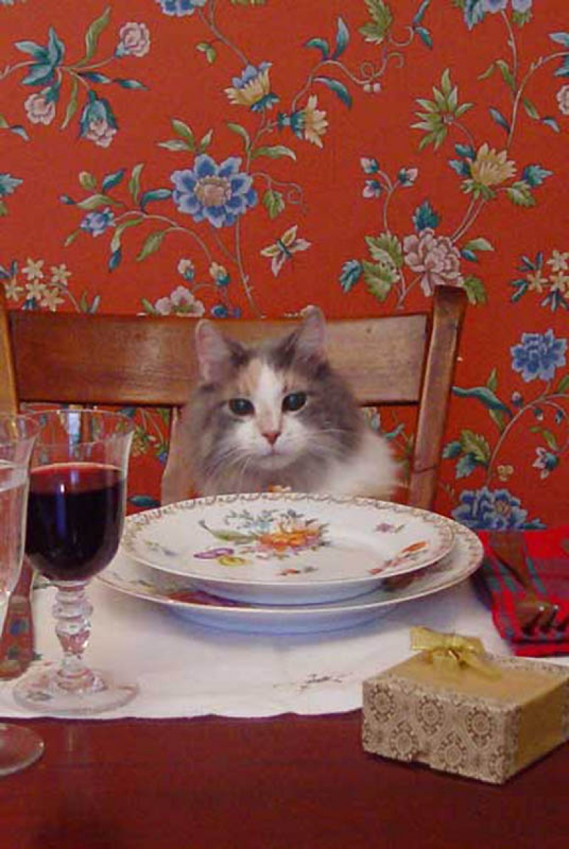 Why cats are better than dogs Why cats are better than dogs