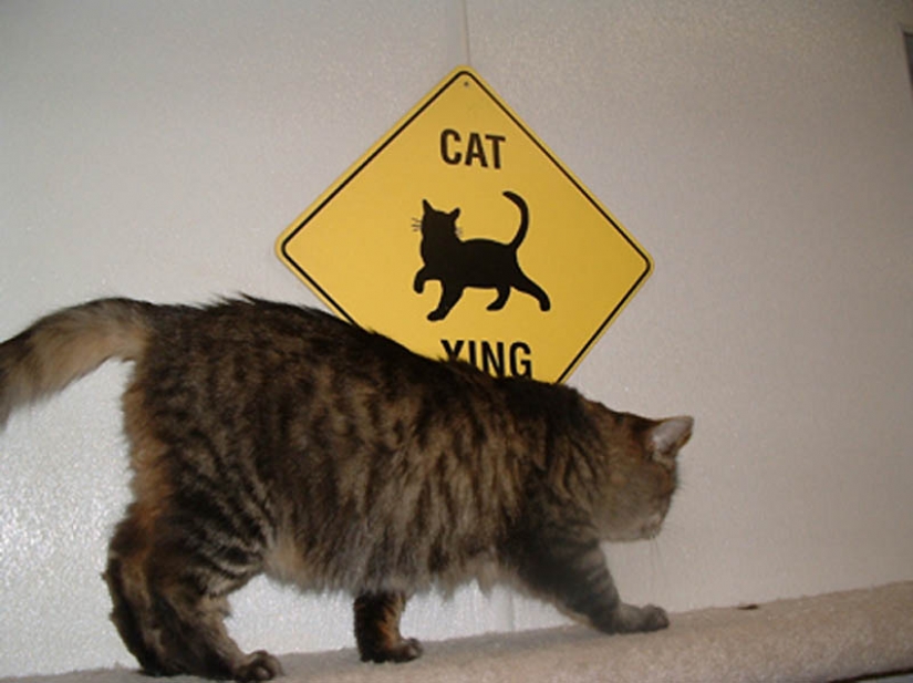 Why cats are better than dogs Why cats are better than dogs