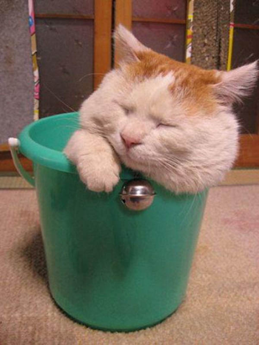 Why cats are better than dogs Why cats are better than dogs