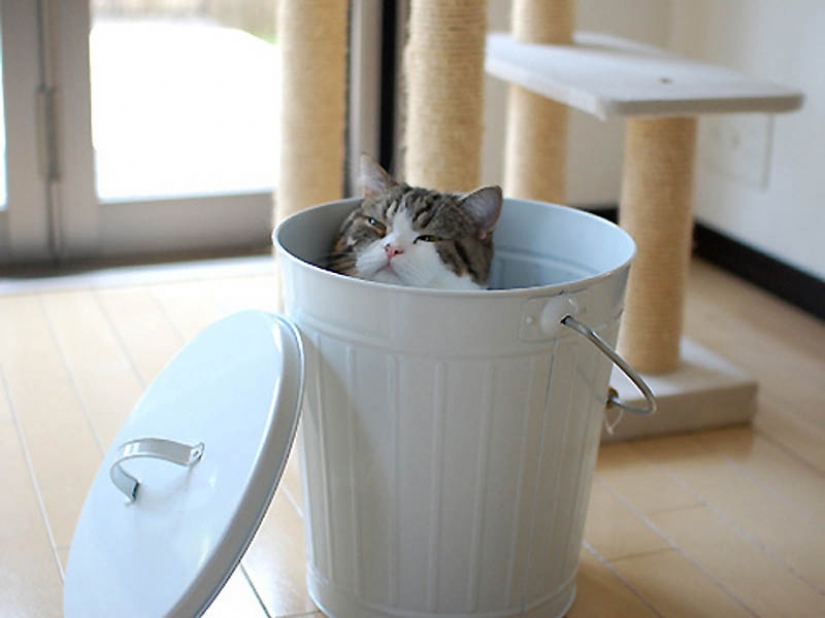 Why cats are better than dogs Why cats are better than dogs