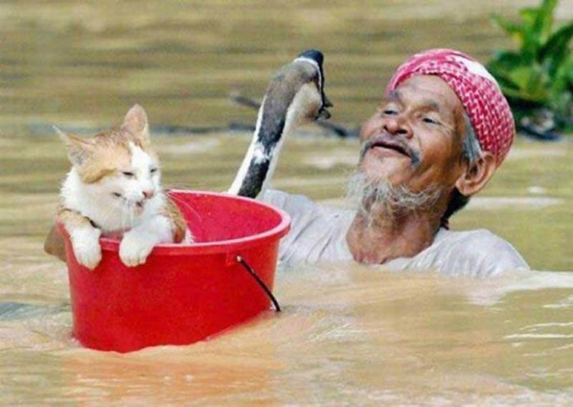 Why cats are better than dogs Why cats are better than dogs