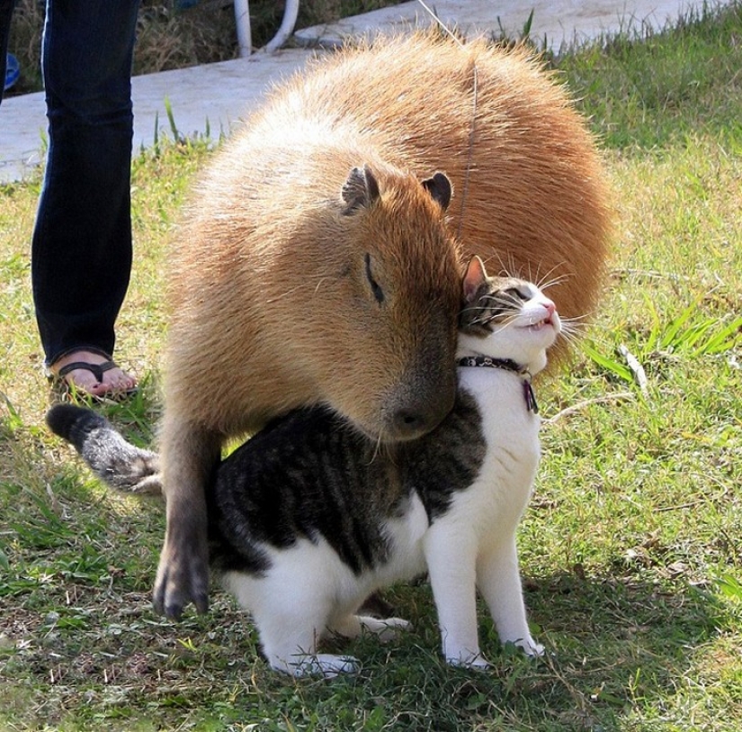 Why do all animals like a capybara Why do all animals like a capybara