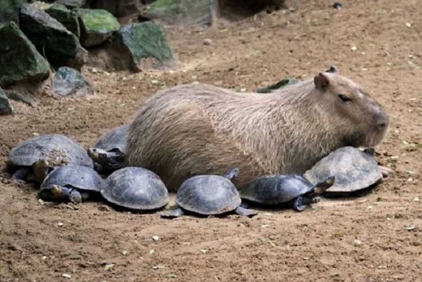 Why do all animals like a capybara Why do all animals like a capybara