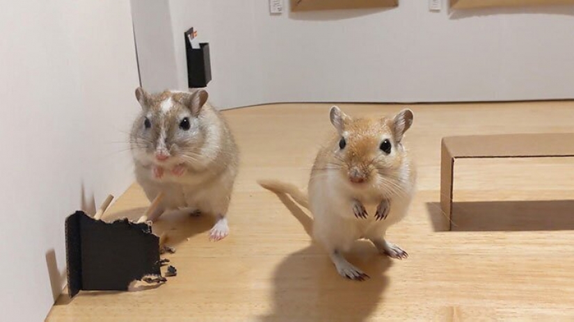 Why in London he opened a tiny art gallery for mice-gerbils Why in London he opened a tiny art gallery for mice-gerbils