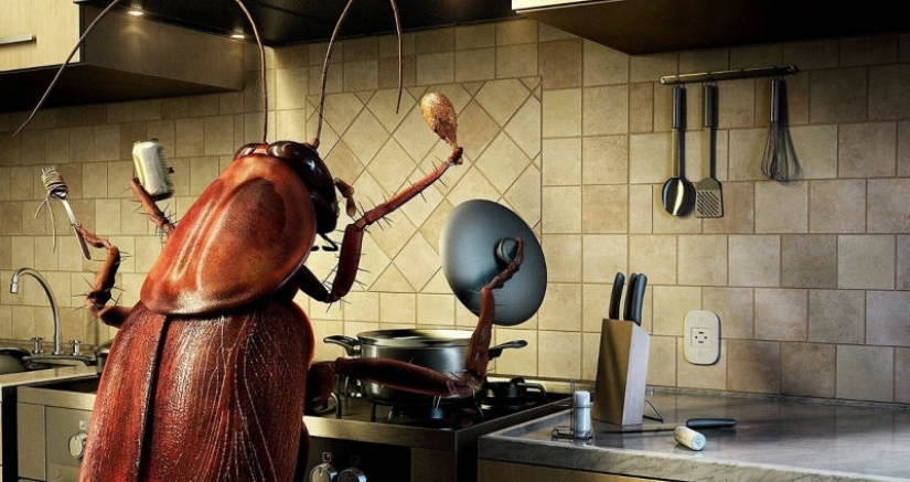 Why on a giant farm in China bred six billion cockroaches in a year