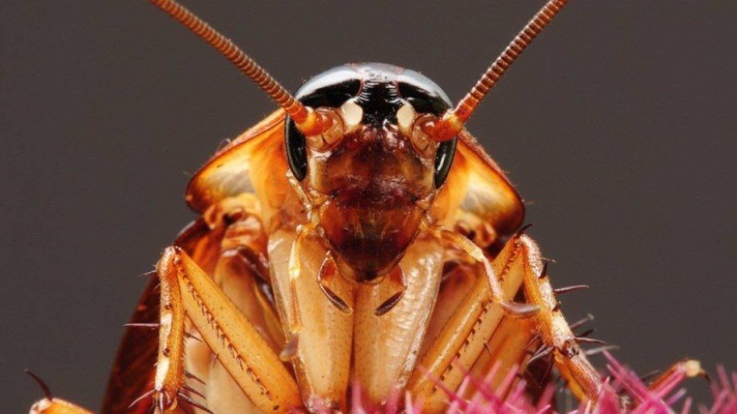 Why on a giant farm in China bred six billion cockroaches in a year