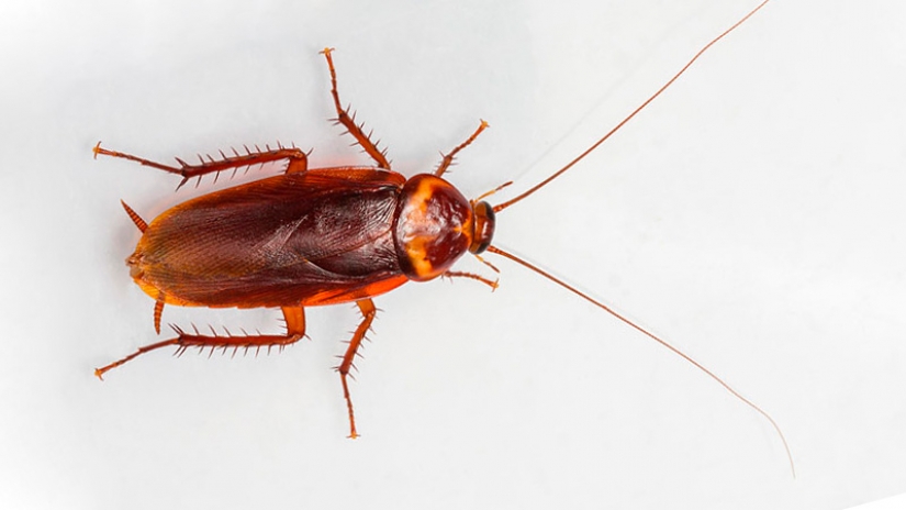 Why on a giant farm in China bred six billion cockroaches in a year