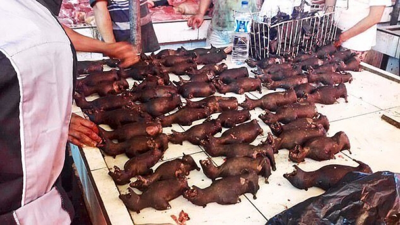 Wild meat: in Indonesia have found a market with bats and rats Wild meat: in Indonesia have found a market with bats and rats