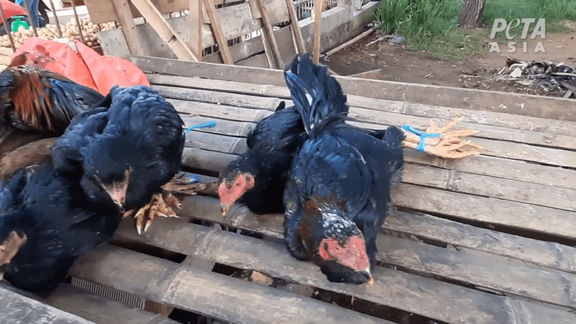 Wild meat: in Indonesia have found a market with bats and rats Wild meat: in Indonesia have found a market with bats and rats