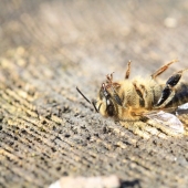 Without honey and fruit: what happens when, in 2035, will die all the bees