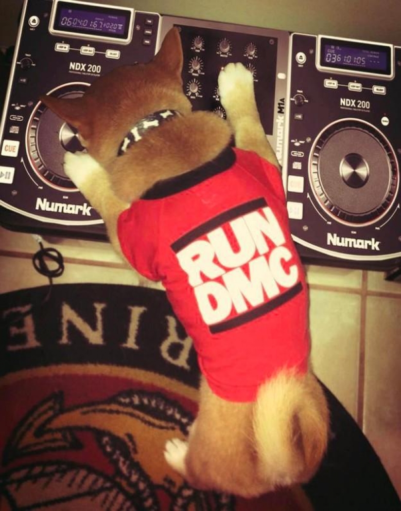 Wonderful dog breed Shiba inu