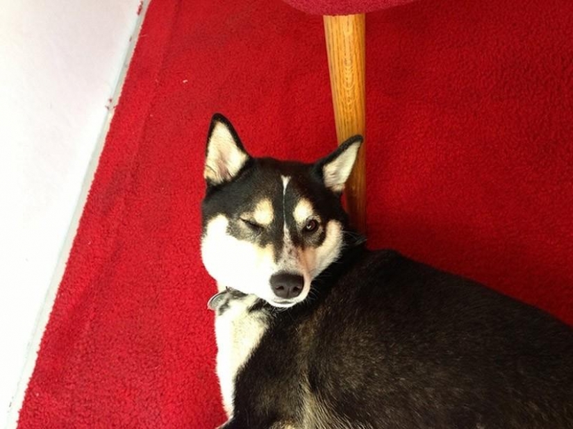 Wonderful dog breed Shiba inu