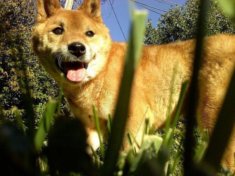 Wonderful dog breed Shiba inu