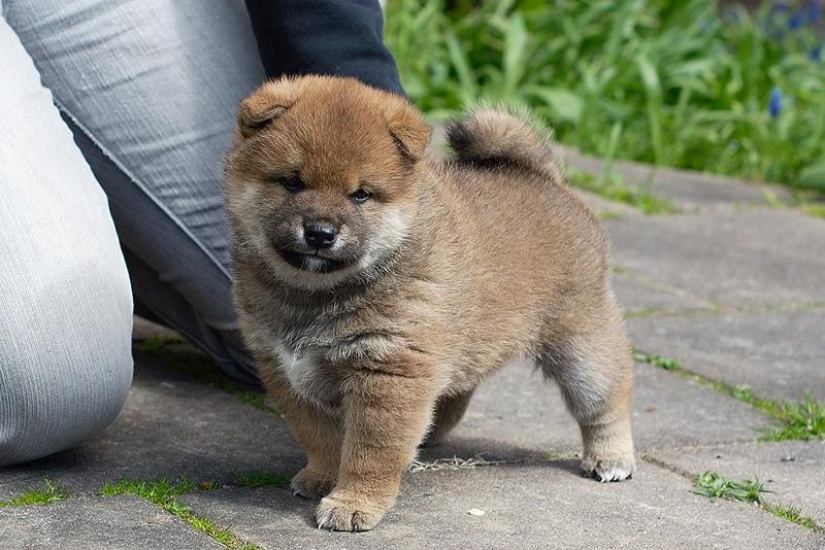 Wonderful dog breed Shiba inu