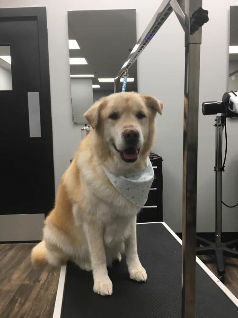 Wonderful story of the rescue fat Retriever named Kai