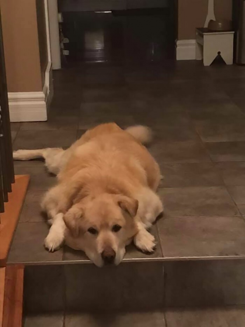 Wonderful story of the rescue fat Retriever named Kai