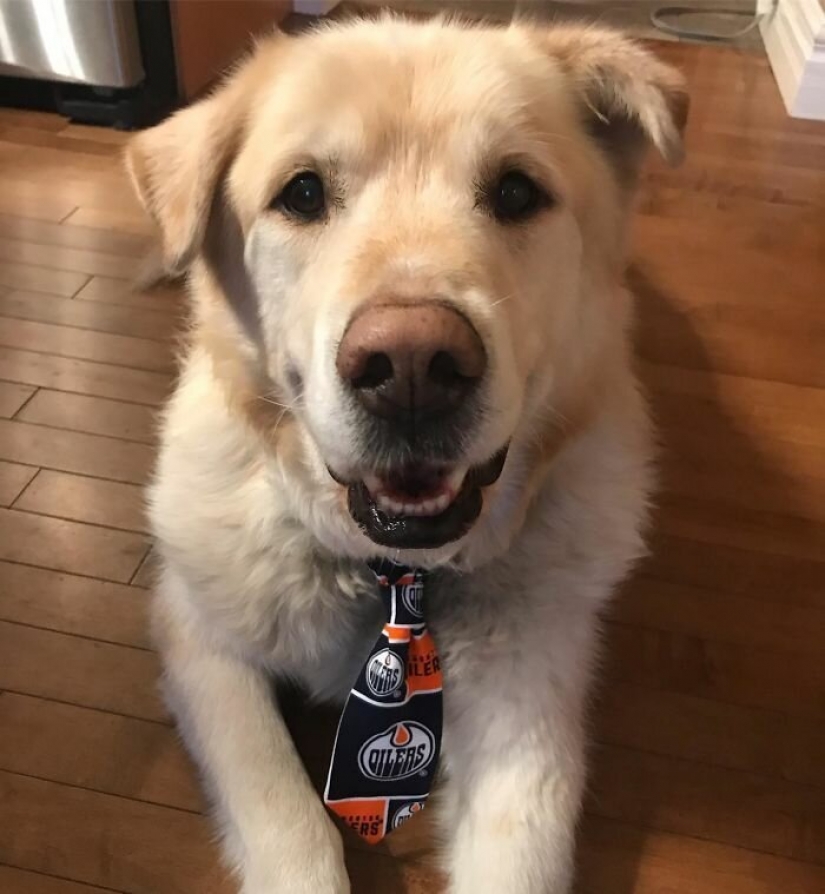 Wonderful story of the rescue fat Retriever named Kai